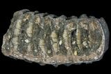 Partial Southern Mammoth Molar - Hungary #111854-4